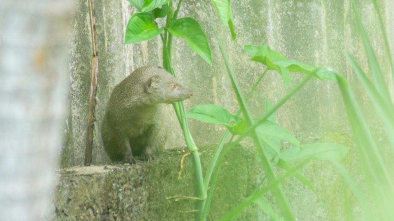 Summer Time Hiriketiya ディックウェラ エクステリア 写真